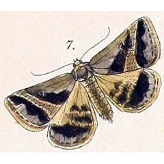 /filer/webapps/moths/media/images/T/trimeni_Acantholipes_HT_Felder_1875_108-7.jpg
