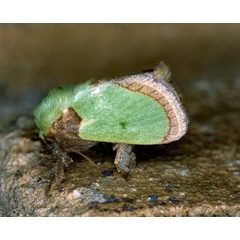 /filer/webapps/moths/media/images/V/vivida_Latoia_A_Roland_01_2zuMung.jpg
