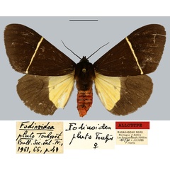 /filer/webapps/moths/media/images/P/pluto_Fodinoidea_AT_MNHN.jpg