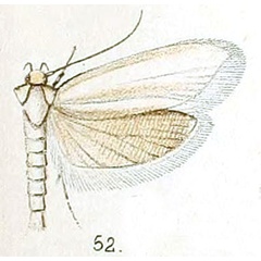 /filer/webapps/moths/media/images/V/virgo_Philobota_HT_Walsingham_5-52.jpg