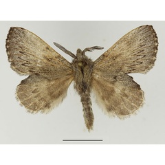 /filer/webapps/moths/media/images/C/cuneata_Rhinobombyx_AM_Basquin_01.jpg