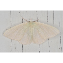 /filer/webapps/moths/media/images/P/panchlora_Prasinocyma_A_Heyns_01.jpg