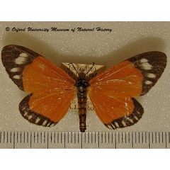 /filer/webapps/moths/media/images/F/forbesi_Aletis_A_OUMNH.jpg