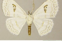 Problepsis latonaria