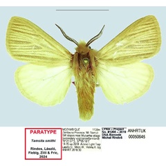/filer/webapps/moths/media/images/S/smithi_Tamsita_PTM_ANHRT.jpg