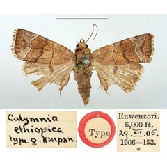 /filer/webapps/moths/media/images/E/ethiopica_Calymnia_HT_BMNH.jpg