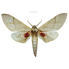 /filer/webapps/moths/media/images/O/oatesorum_Neoclanis_HT_EMEMa.jpg
