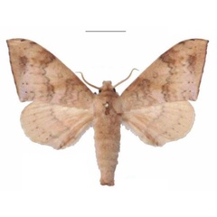 /filer/webapps/moths/media/images/C/contraria_Andriasa_AM_EMEM_02.jpg