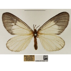 /filer/webapps/moths/media/images/A/albabasis_Staphylinochrous_A_NHMUK_05.jpg
