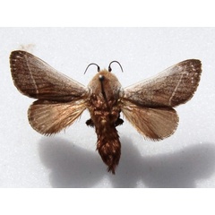 /filer/webapps/moths/media/images/P/phlebodes_Latoia_A_Goff.JPG