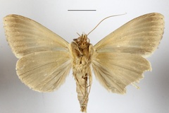 Euminucia ligulifera