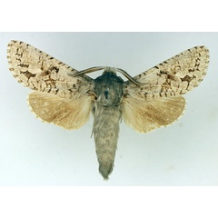 /filer/webapps/moths/media/images/G/gaerdesi_Namibiocossus_AM_TMSA_02.jpg