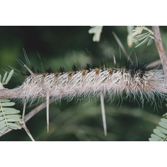 /filer/webapps/moths/media/images/P/postica_Gonometa_C_Roland_01.jpg