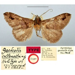 /filer/webapps/moths/media/images/C/collenettei_Gaedeodes_HT_BMNH.jpg