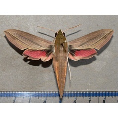 /filer/webapps/moths/media/images/E/eson_Hippotion_A_Goff_02.jpg