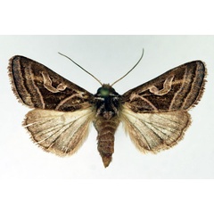 /filer/webapps/moths/media/images/M/malagasa_Conservula_AF_Aulombard.jpg