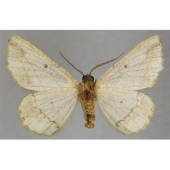 /filer/webapps/moths/media/images/J/jansei_Menophra_HT_ZSMb.jpg