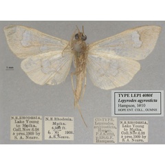 /filer/webapps/moths/media/images/A/argyrosticta_Lepyrodes_ST_OUMNH_04.jpg