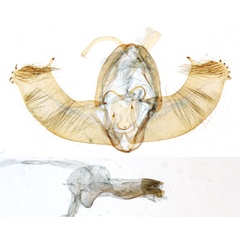 /filer/webapps/moths/media/images/C/cadoreli_Cerynea_GM_MNHN_8245.jpg