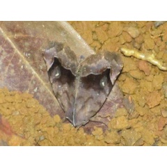 /filer/webapps/moths/media/images/M/muehlei_Bertula_A_Stanton.jpg