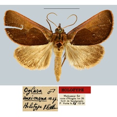 /filer/webapps/moths/media/images/A/auximena_Oglasa_HT_MNHN.jpg