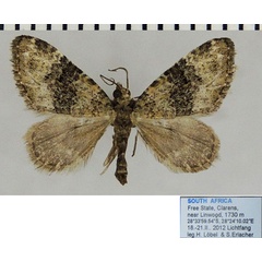 /filer/webapps/moths/media/images/P/perizomoides_Piercia_AM_ZSMa.jpg