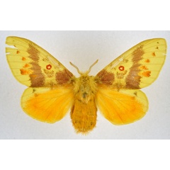 /filer/webapps/moths/media/images/L/lutulenta_Chrysopsyche_AF_NHMO.jpg