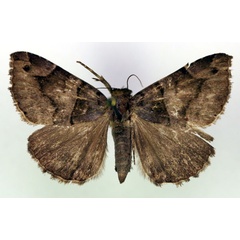 /filer/webapps/moths/media/images/E/erectata_Bastilla_A_RMCA.jpg