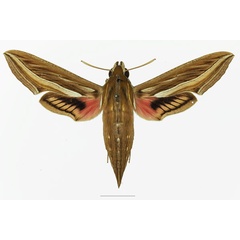 /filer/webapps/moths/media/images/C/celerio_Hippotion_AF_Basquina.jpg