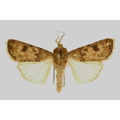 /filer/webapps/moths/media/images/S/segetum_Agrotis_AM_RMCA.jpg