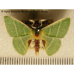 /filer/webapps/moths/media/images/N/notata_Neurotoca_A_OUMNH.jpg