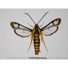 /filer/webapps/moths/media/images/X/xanthopasta_Chamanthedon_AF_TMSA.jpg