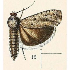 /filer/webapps/moths/media/images/P/punctata_Phycodes_HT_Walsingham_1891_3-18.jpg