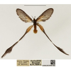 /filer/webapps/moths/media/images/P/plumigera_Doratopteryx_AF_NHMUK.jpg