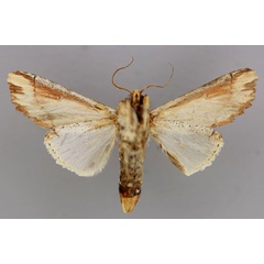 /filer/webapps/moths/media/images/I/ignorata_Neostichtis_A_RMCA_02.jpg