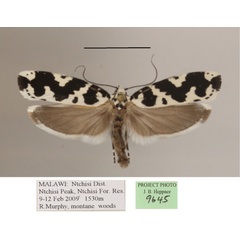 /filer/webapps/moths/media/images/I/iphicrates_Ethmia_A_MGCLa_01.JPG