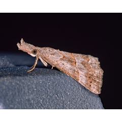 /filer/webapps/moths/media/images/T/tetrasticta_Hypena_A_Roland_10.jpg