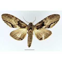 /filer/webapps/moths/media/images/P/pujoli_Atrasana_AM_Basquin_01.jpg