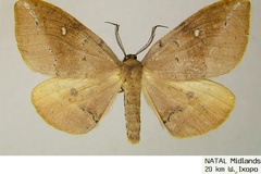 Omizodes ocellata