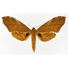 /filer/webapps/moths/media/images/C/constrigilis_Platysphinx_AF_Basquin.jpg