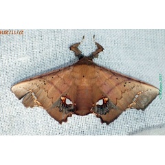 /filer/webapps/moths/media/images/V/vitrea_Episparis_AM_Bippus_02.jpg