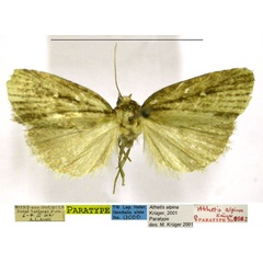 /filer/webapps/moths/media/images/A/alpina_Athetis_PTF_TMSA.jpg