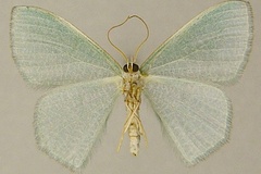 Prasinocyma vermicularia