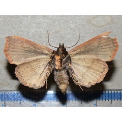 /filer/webapps/moths/media/images/F/fustina_Leocyma_A_Goff_02.jpg