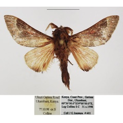 /filer/webapps/moths/media/images/F/finitorum_Streblote_AM_TMSA.jpg
