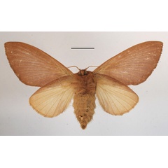 /filer/webapps/moths/media/images/D/dollmani_Mallocampa_A_MGCLb_01.JPG