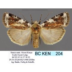 /filer/webapps/moths/media/images/L/leucoplaga_Hermonassoides_AM_Stadie.jpg