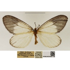 /filer/webapps/moths/media/images/A/albabasis_Staphylinochrous_A_NHMUK_07.jpg