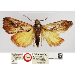 /filer/webapps/moths/media/images/B/betsileonis_Lithacodia_HT_NHMUK.jpg