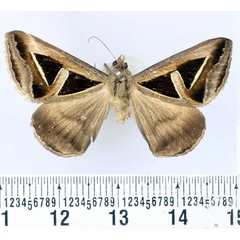 /filer/webapps/moths/media/images/E/exportata_Trigonodes_AM_BMNH.jpg